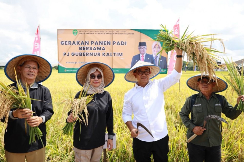 Pj Gubernur Panen Perdana Padi di Loa Kulu